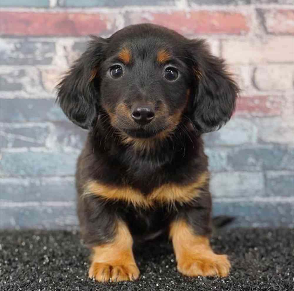 Image of a pet breed in the gallery