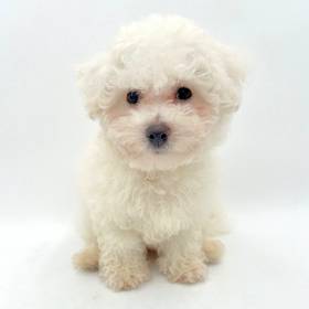Bichon