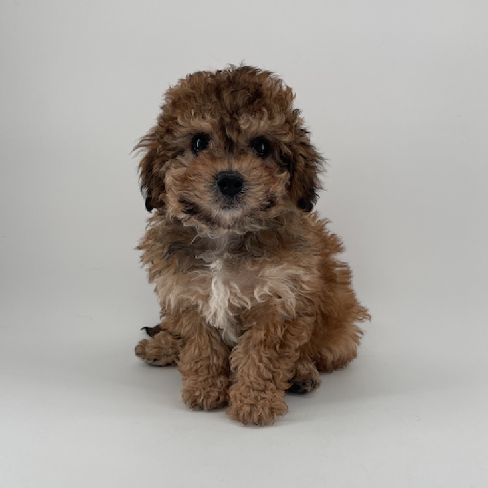 Image of a pet breed in the gallery