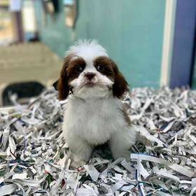 Shih Tzu