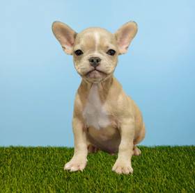 French Bulldog