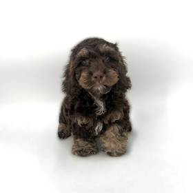Cockapoo