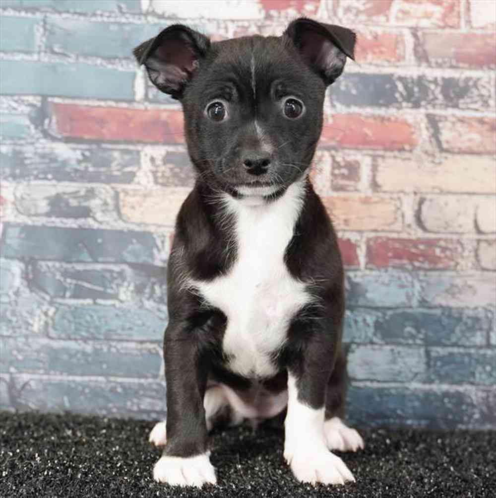 Image of a pet breed in the gallery