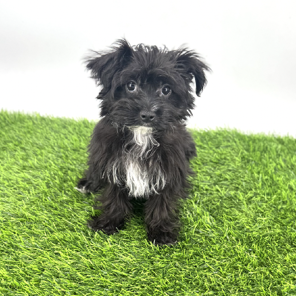 Image of a pet breed in the gallery