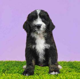 Bernedoodle