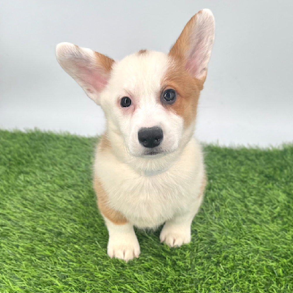 Image of a pet breed in the gallery