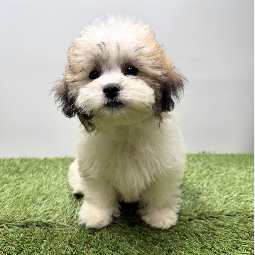 pet breed image