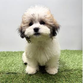 Teddy Bear