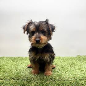 Yorkie