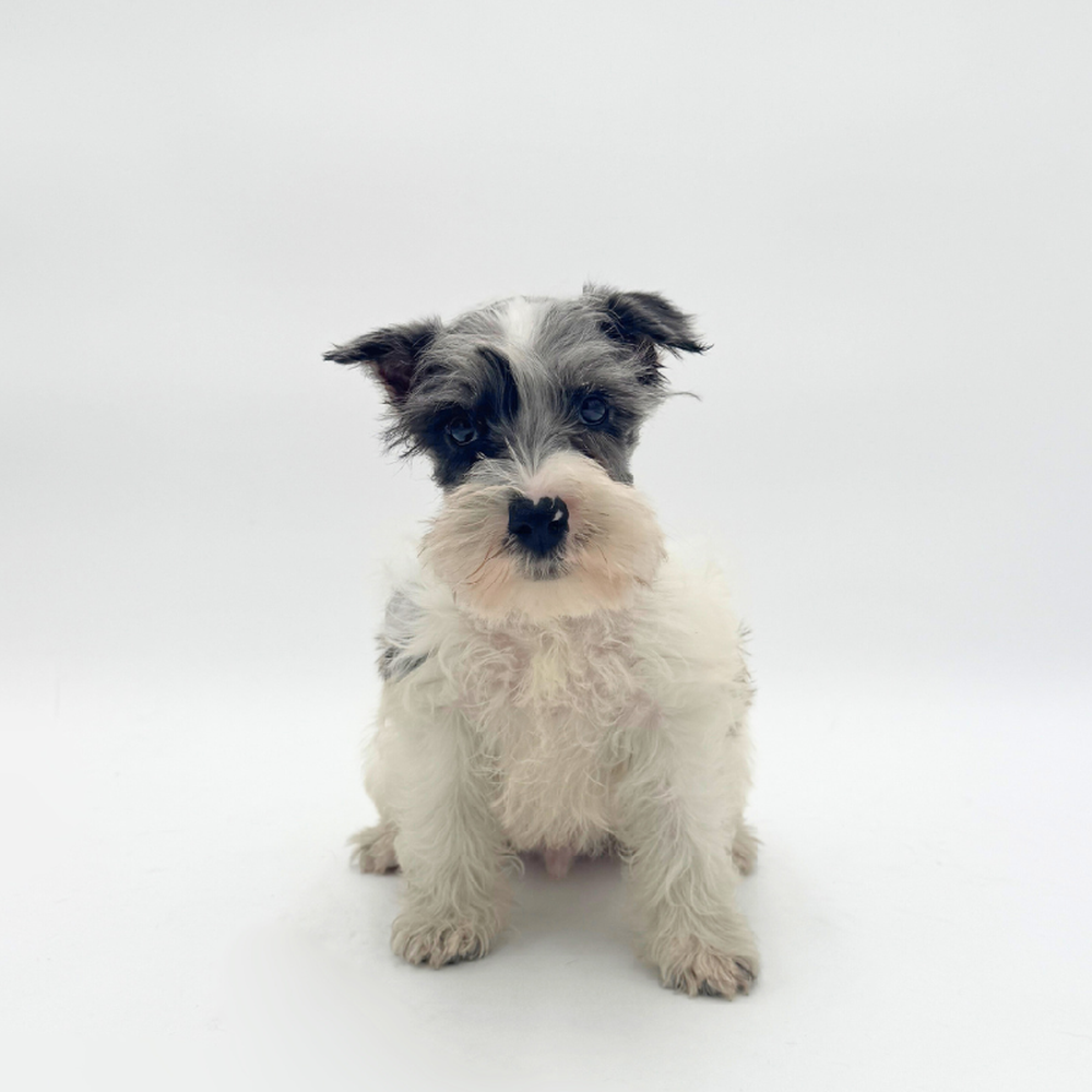 Image of a pet breed in the gallery