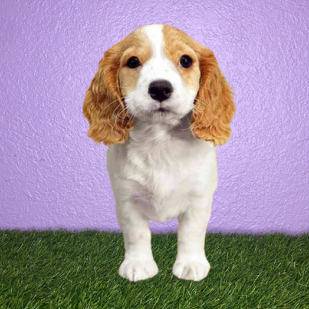 Female Cockapoo Puppy for Sale in New Braunfels, TX