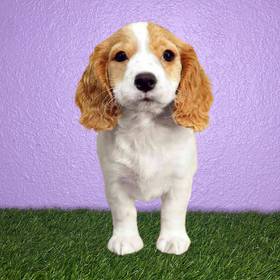 Cockapoo