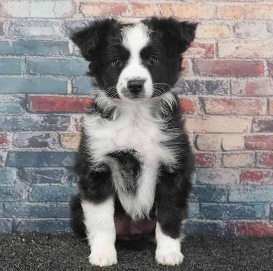 Mini Australian Shepherd