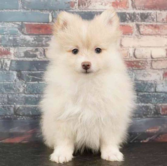 Pomeranian