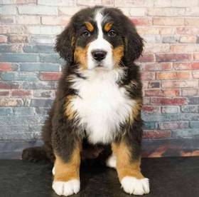 Bernese Mountain Dog