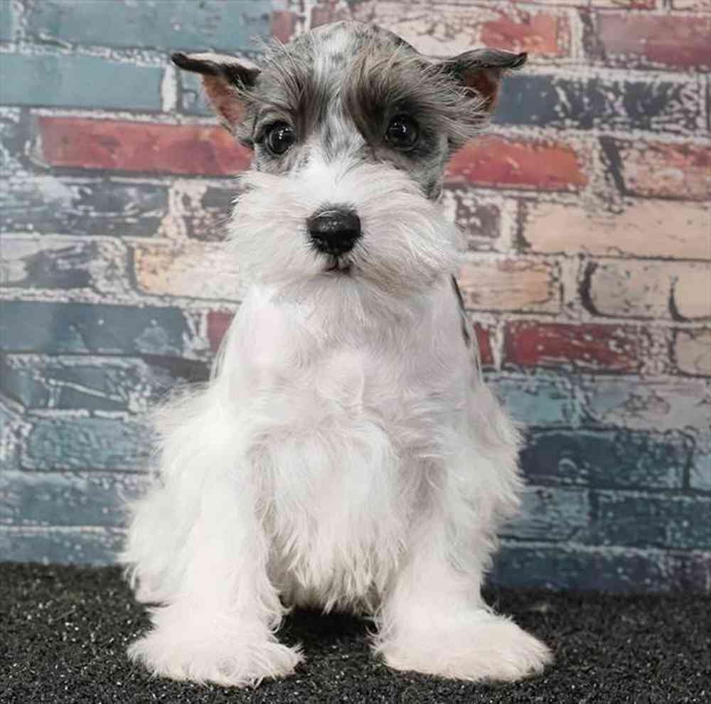 carousel pet images