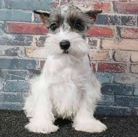Mini Schnauzer