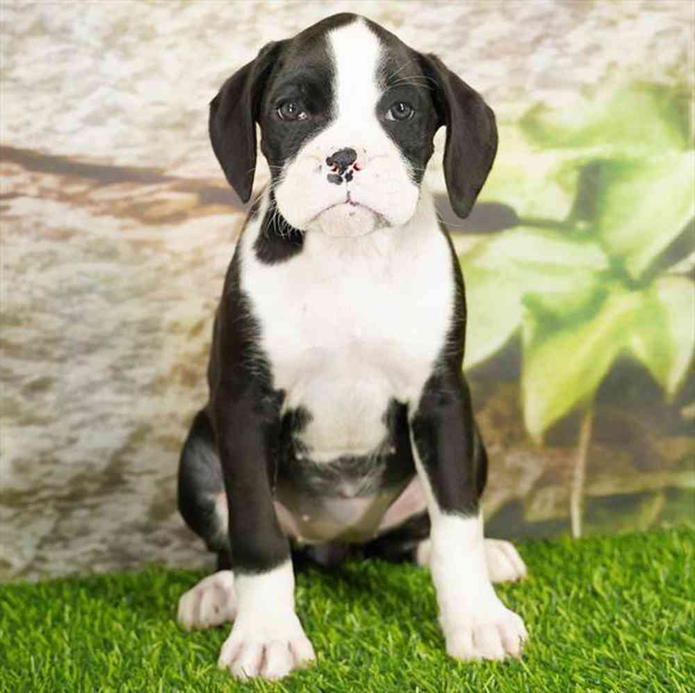 Image of a pet breed in the gallery