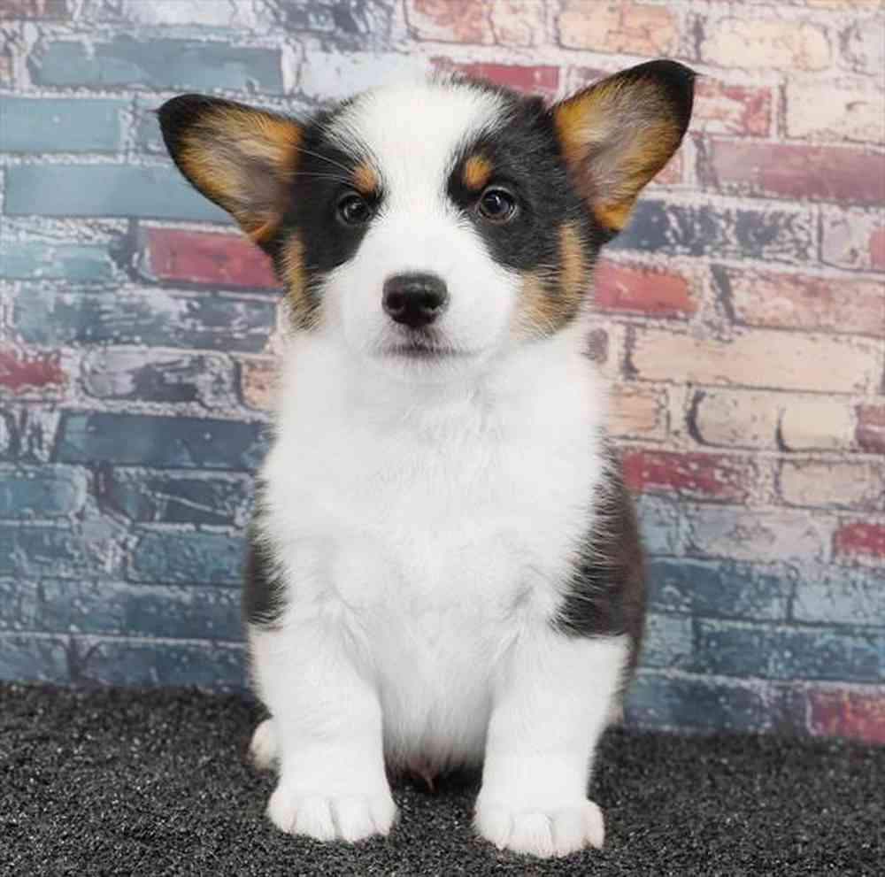 Image of a pet breed in the gallery