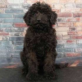 Bernedoodle Mini