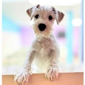 Mini Schnauzer