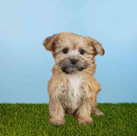 Morkie