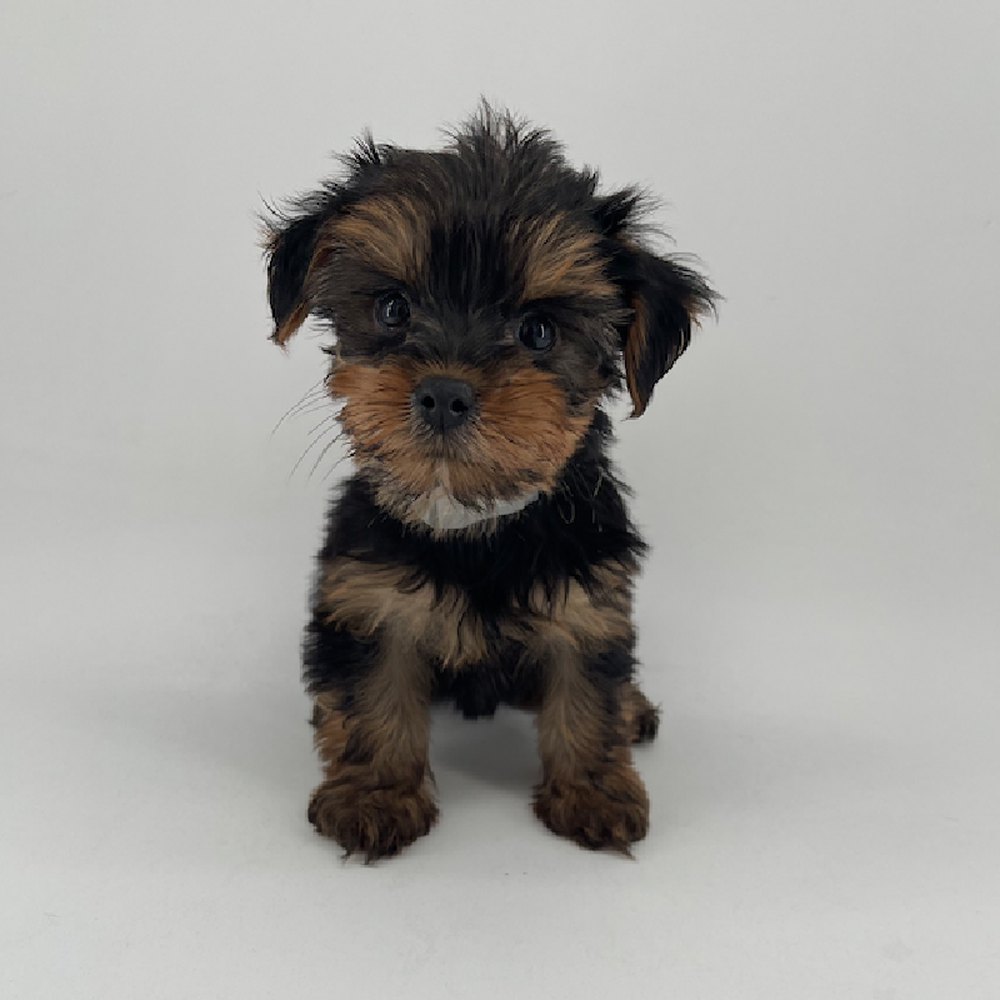 pet breed image