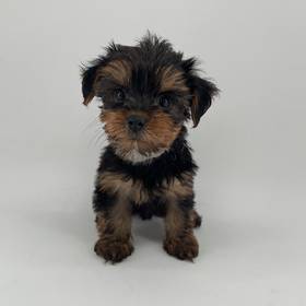 Yorkie