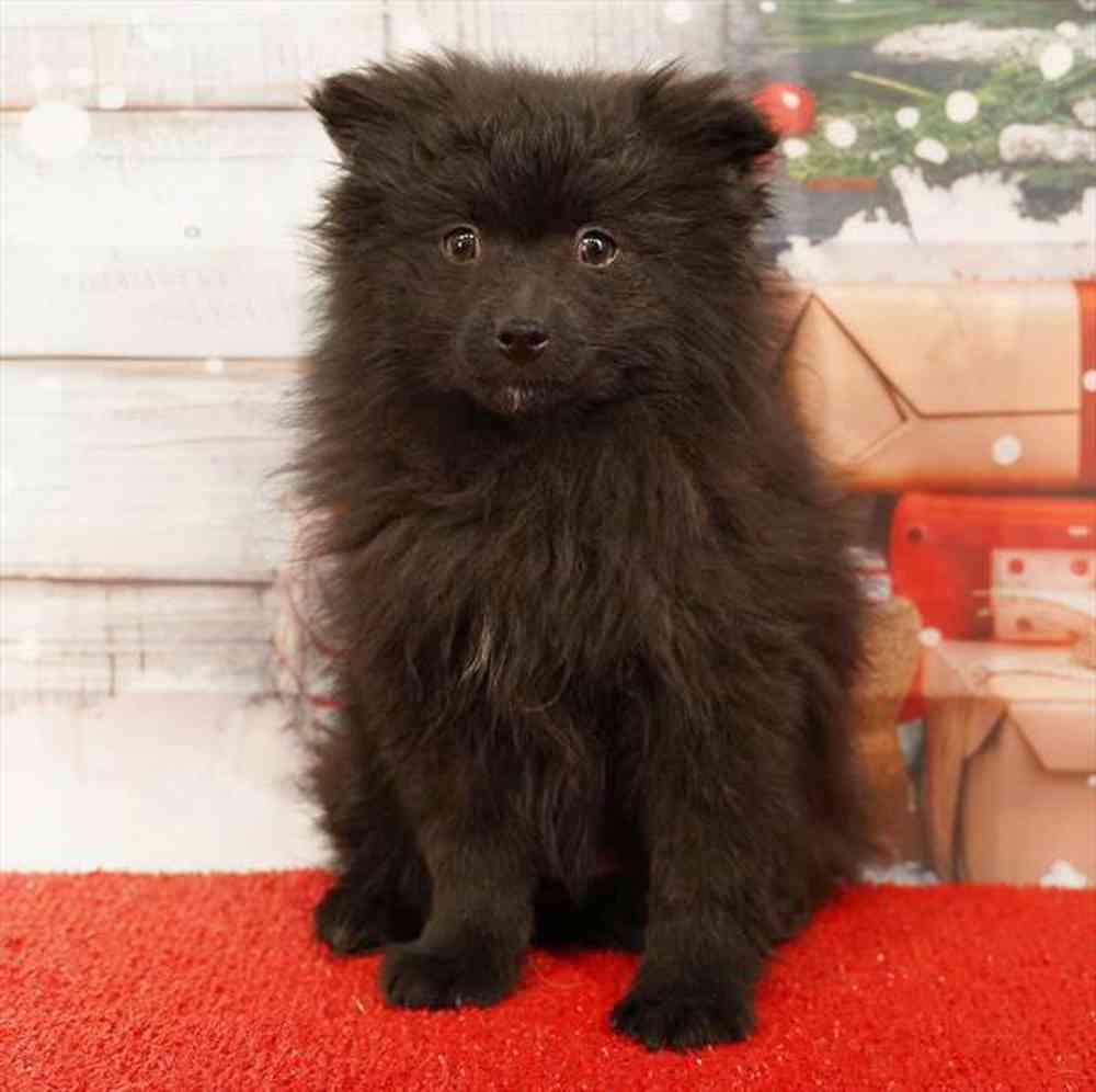 Image of a pet breed in the gallery