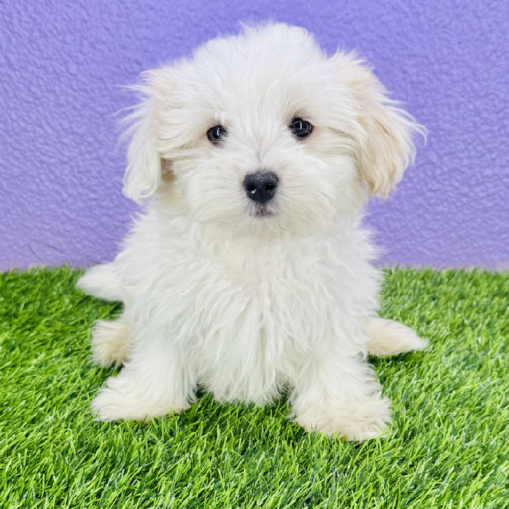 Image of a pet breed in the gallery