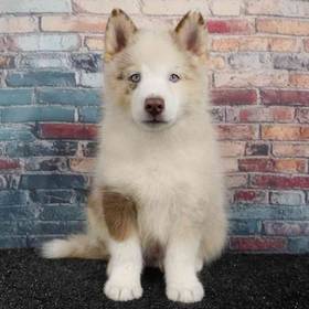 Pomsky
