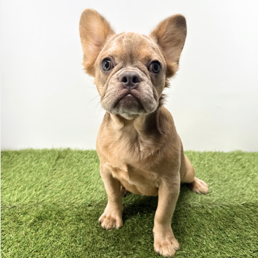 pet breed image