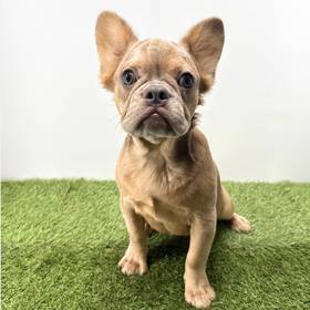 French Bulldog