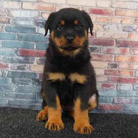 Rottweiler