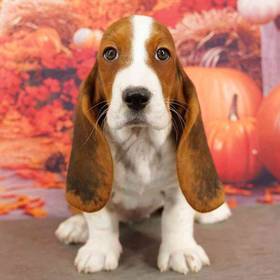 Basset Hound