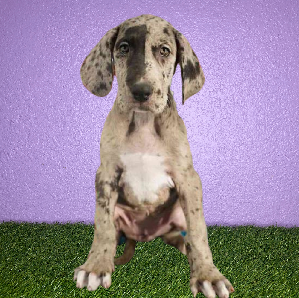 Female Great Dane Puppy for Sale in New Braunfels, TX