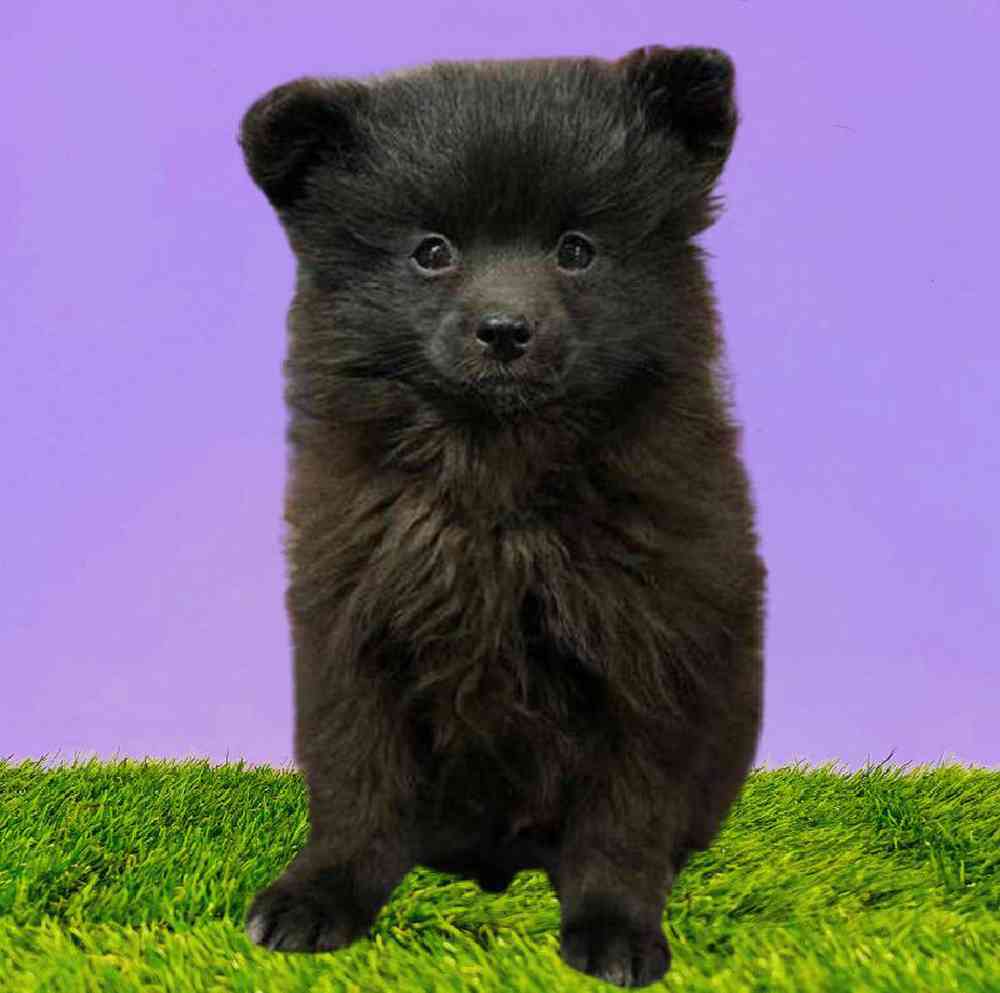 Male Pomeranian Puppy for Sale in Puyallup, WA