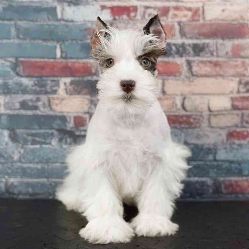 Image of a pet breed in the gallery