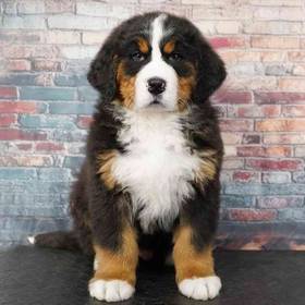 Bernese Mountain Dog