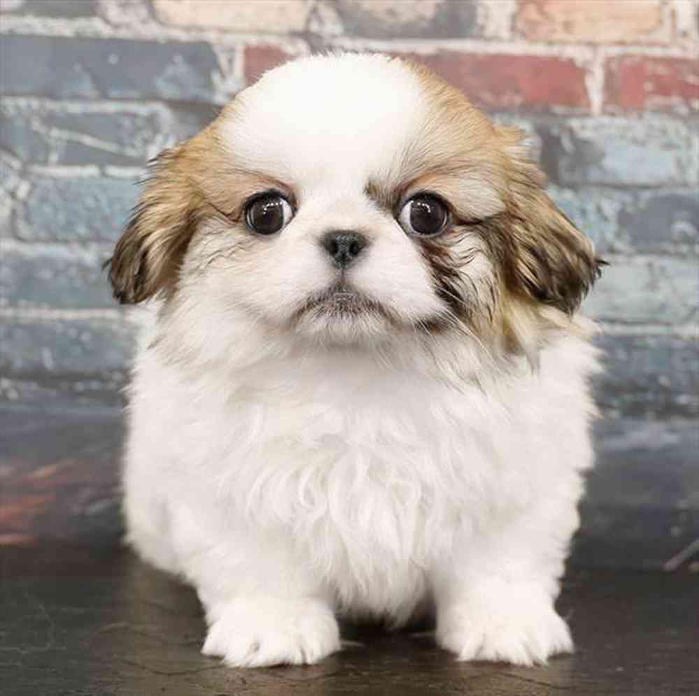 Image of a pet breed in the gallery