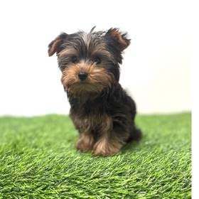 Yorkie