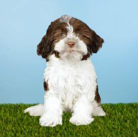 Havanese