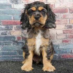 Cocker Spaniel
