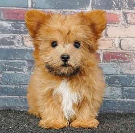 Yorkie-Poo