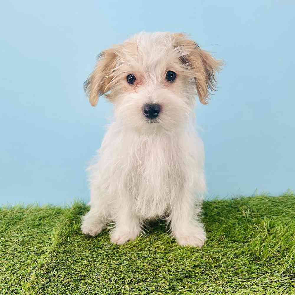 pet breed image