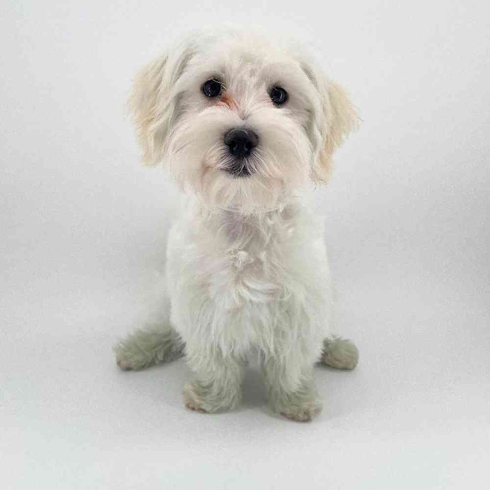pet breed image