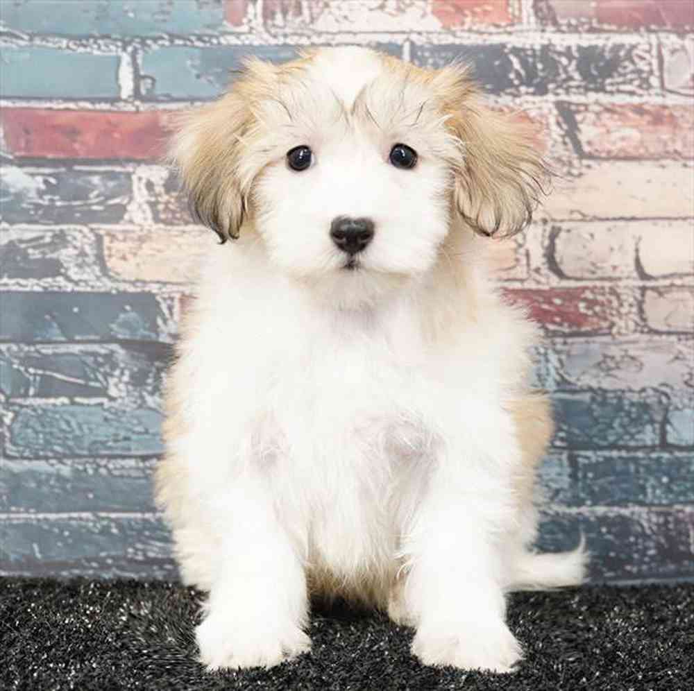 Image of a pet breed in the gallery