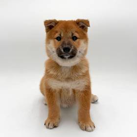 Shiba Inu