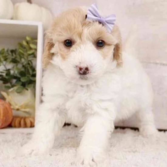 2nd Gen Mini Goldendoodle