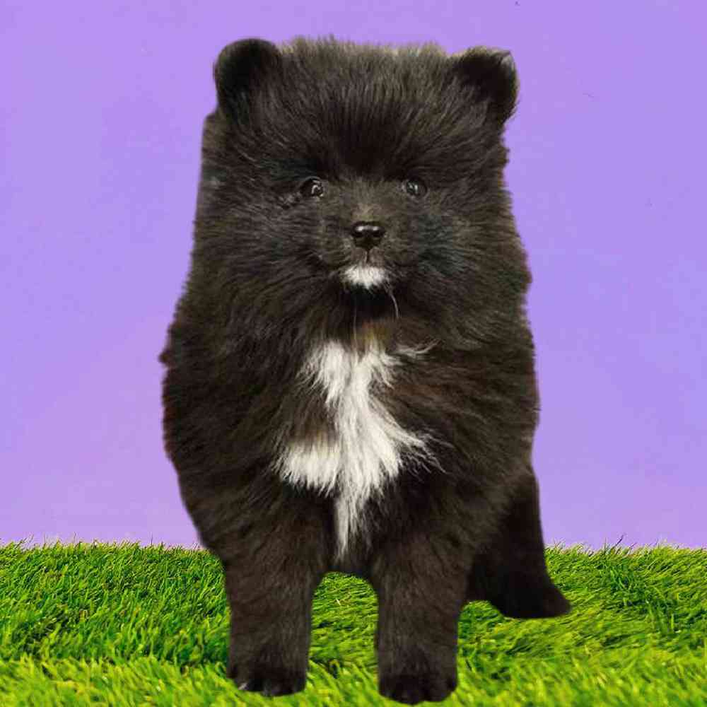 Female Pomeranian Puppy for Sale in Puyallup, WA